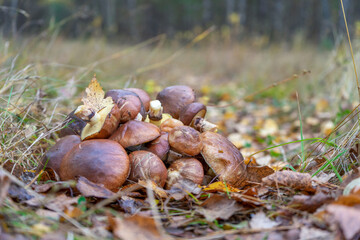 Butter mushrooms gathered by mushroomers lying on ground in autumn forest among leaves and grass. Suillus luteus or Slippery Jack edible mushrooms heap at forest edge.