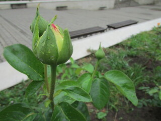 rose bud in garden