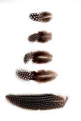 Feathers on a white background as a nature study