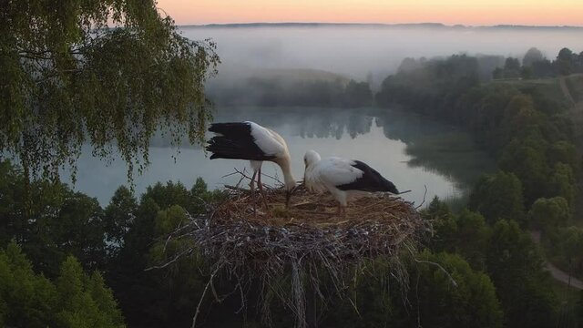 Gniazdo bocian&oacute;w z widokiem na jezioro. Nauka latania i  karmienie bocian&oacute;w
