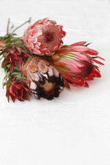 Proteas on a white damask cloth with space for text