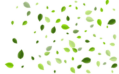 Olive Greens Realistic Vector Design. Transparent 
