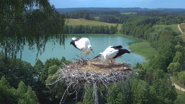 Gniazdo bocian&oacute;w z widokiem na jezioro. Nauka latania bocian&oacute;w. Karmienie bocian&oacute;w