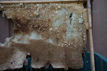 Honeycomb taken out of a hive close up