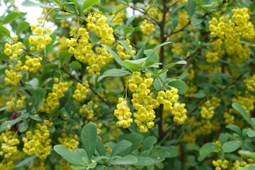 Inflorescences of yellow flowers of Berberis vulgaris in May