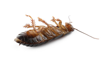Dead brown cockroach isolated on white, closeup. Pest control