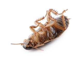 Dead brown cockroach isolated on white, closeup. Pest control