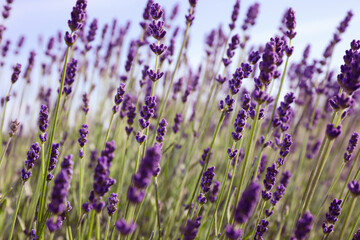 Beautiful lavender flowers growing in field, closeup