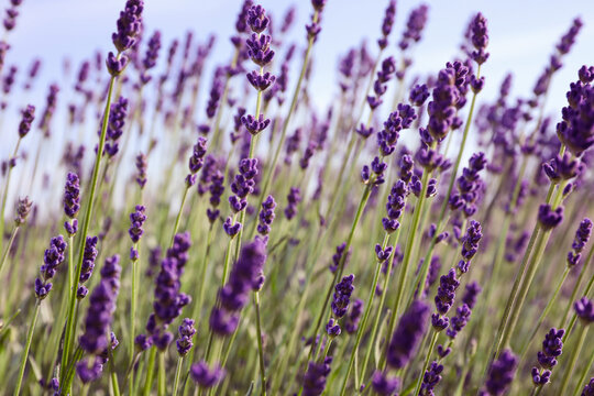 Beautiful lavender flowers growing in field, closeup © New Africa