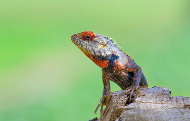 garden lizard Calotes versicolor on the tree with green blur background
