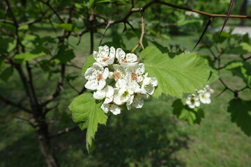 Pure white flowers of Crataegus submollis in May