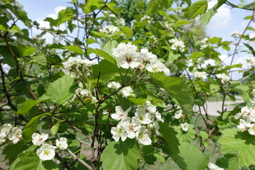 Many white flowers of Crataegus submollis against the sky in May
