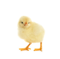 Cute fluffy baby chicken on white background