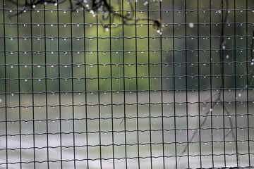 Metal Net in front of green garden after the rain. Lithuania, Nida