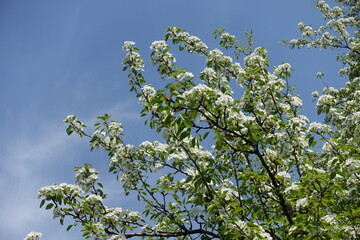 Blossoming branches of pear tree against blue sky in April
