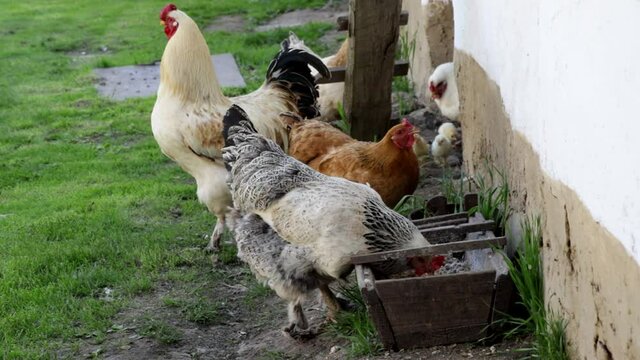 Rural scene: chickens, sitter hend and chicks pecking food