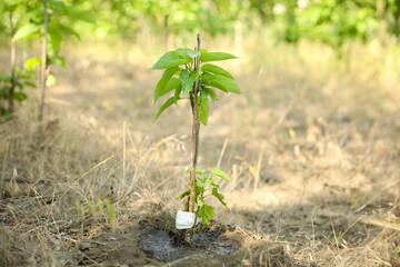 Young catalpa bignonioides tree growing outdoors. Planting and gardening