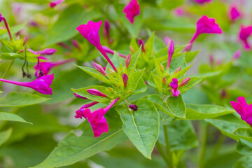Garden flower shot in the cloudy sky