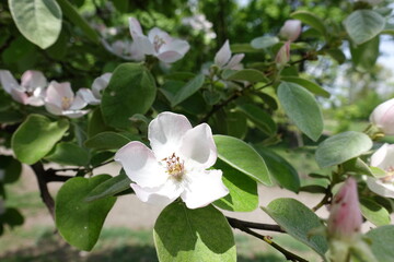 Closeup of white flower of quince in May