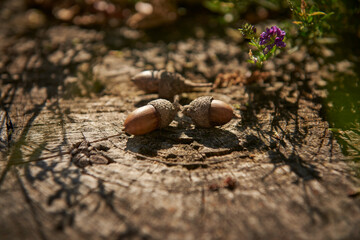 acorn- fruit of the oak