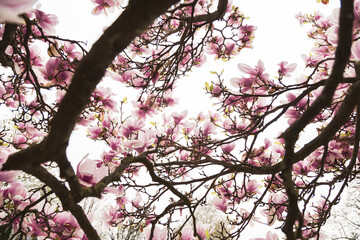 Cherry blossom in pink in bright colors, tree, bright, macro, blooming