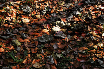 A carpet of dead leaves shining in the sunlight of nightfall
