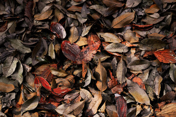 A carpet of dead leaves shining in the sunlight of nightfall
