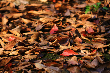 A carpet of dead leaves shining in the sunlight of nightfall