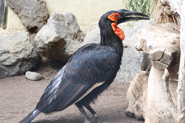 Kaffernhornrabe