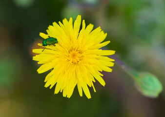 
green beetle sits on yellow flower