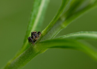 
spider with big eyes sits on a green plant