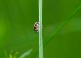 
small spider with big eyes sits on green grass