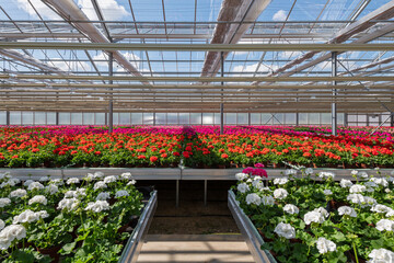 Blühende Pelargonien - Geranien Jungpflanzen in einem Gewächshaus