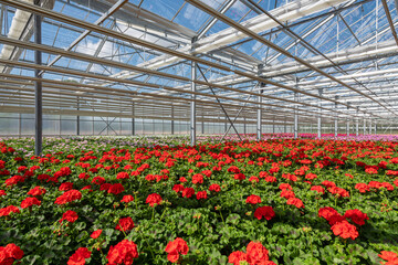Blühende Pelargonien - Geranien Jungpflanzen in einem Gewächshaus