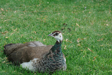 Fototapeta premium peacock female on green grass
