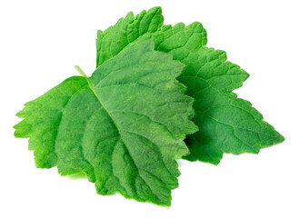fresh Patchouli (Pogostemon cablin) leaves isolated on the white background