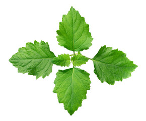 fresh Patchouli (Pogostemon cablin) leaves isolated on the white background, top view