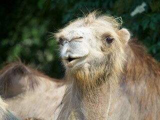 Fototapeta premium Close-up on camel face in the warm evening light. Selective focus with blurred trees in the background.