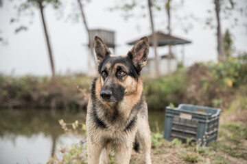 Dog, German shepherd