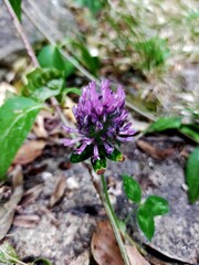 Flor violeta veraniega