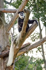 Single Guereza sitting on the tree. Close-up of Colobus guereza. 