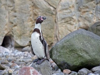 Young Magellan Penguin standing on the rock. Close-up of Spheniscus magellanicus.