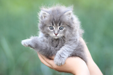 Obraz premium Small, fluffy kitten on a green background.
