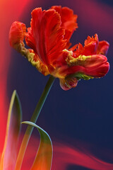 Parrot Tulip - Feathered Petals