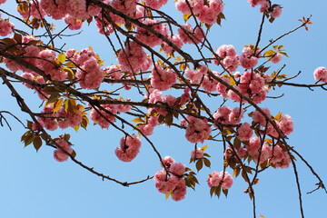 Beautiful Pink Japanese Cherry blossoms at Kyoto, Japan