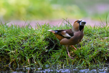 Finch drinking water