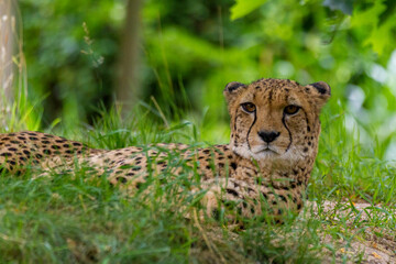 Gepard - Acinonyx