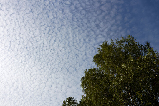 Altocumulus floccus clouds