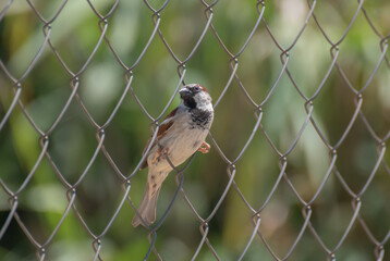 Gorrión en una valla 