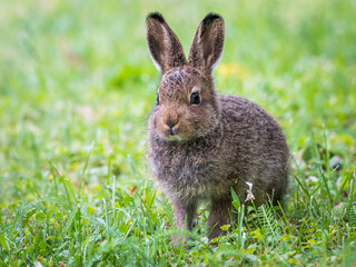 Mountain hare